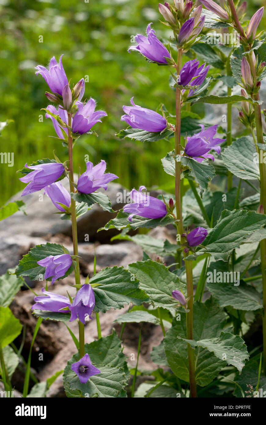 Giant Bellflower, Campanula latifolia en fleur. Banque D'Images
