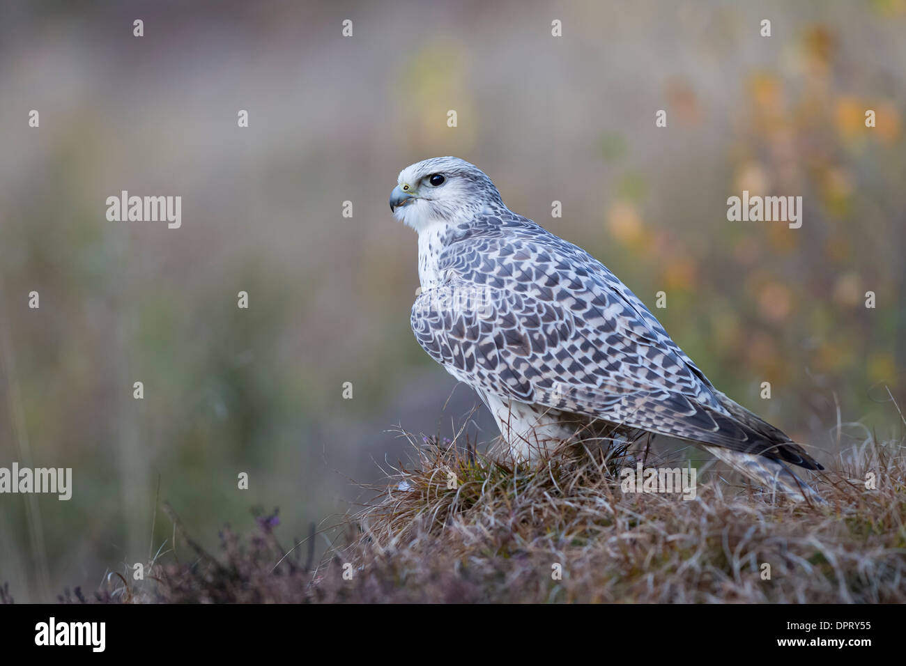 Gerfalke Falcon Faucon gerfaut (Falco rusticolus) Banque D'Images