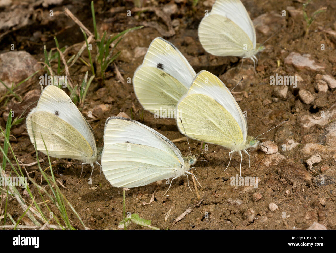 Le sud de petits papillons blancs de flaques de boue à l'aide d'un patch, dans les Alpes pontiques, Turquie. Banque D'Images