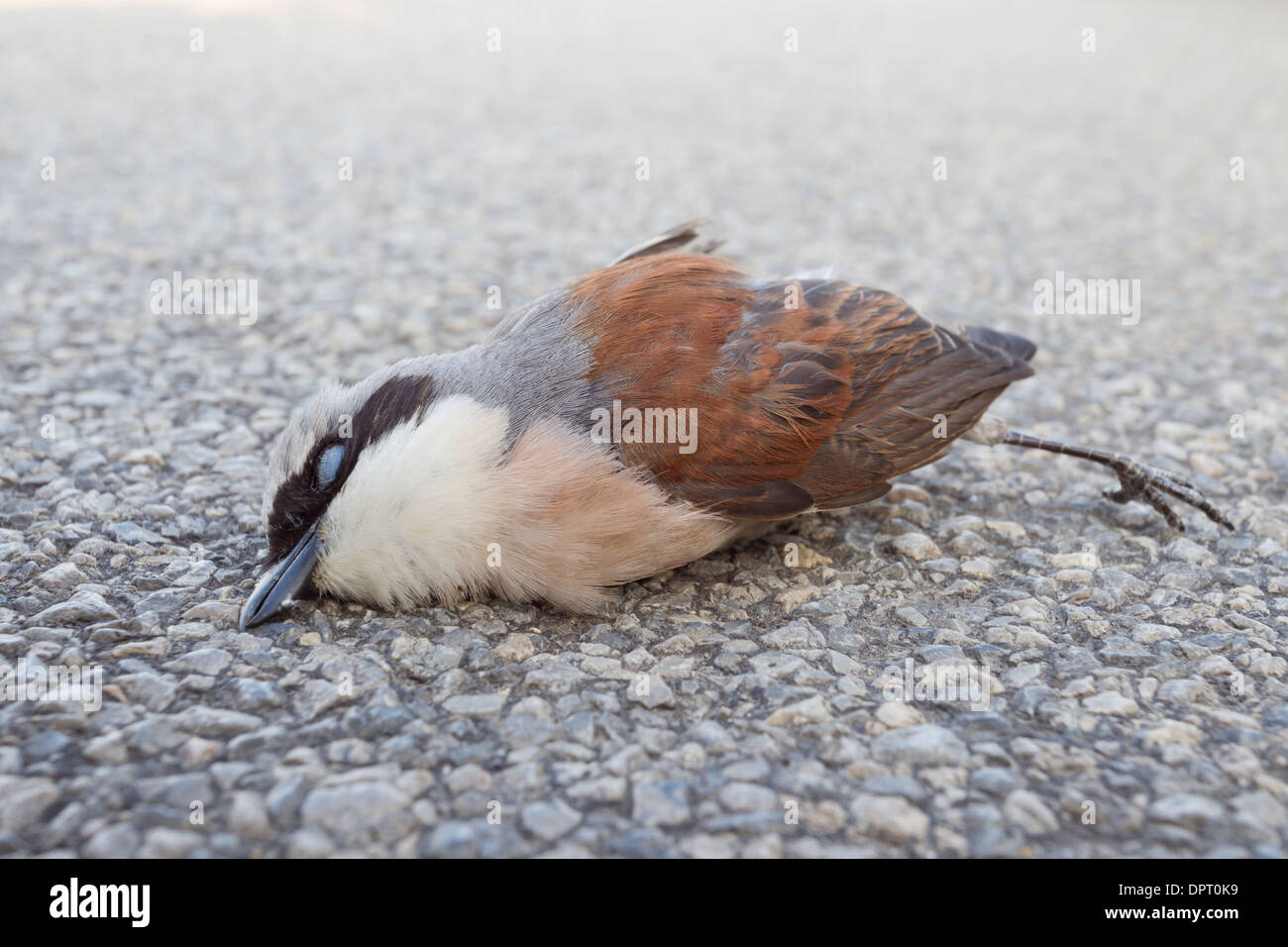 Oiseau mort sur la rue Rouge Neuntoeter-grièche écorcheur Pie-grièche écorcheur Lanius collurio Banque D'Images