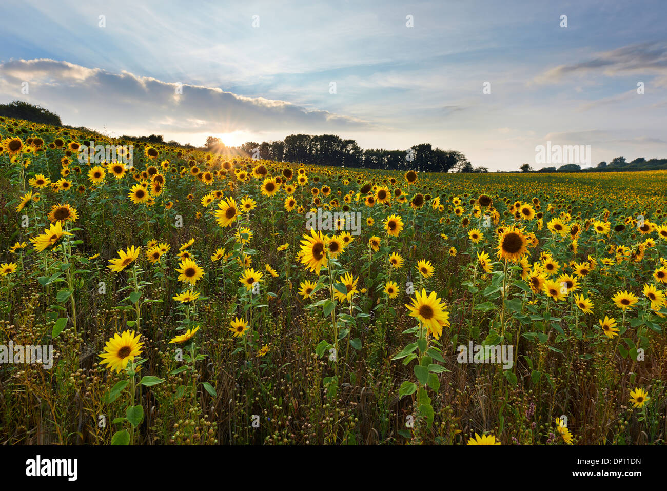 Champ de tournesols développe à Churchtown Farm, Saltash Banque D'Images