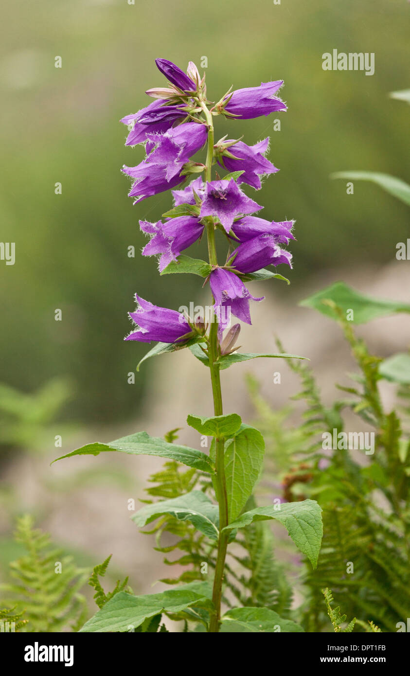 Giant Bellflower, Campanula latifolia en fleur. Banque D'Images