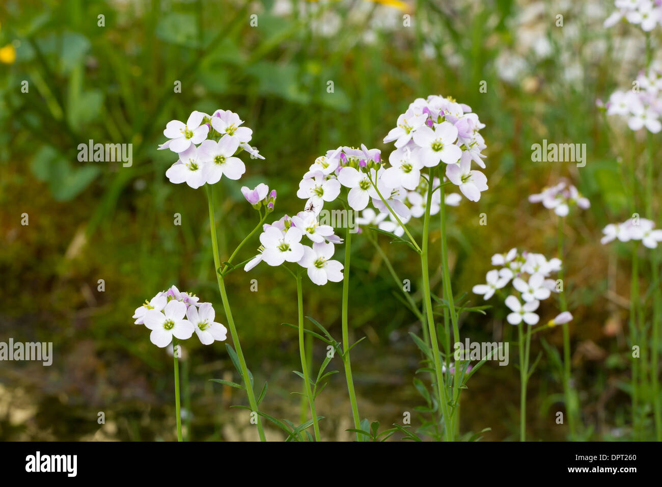 Cardamine pratensis cardamine des Schaumkraut Wiesen Banque D'Images