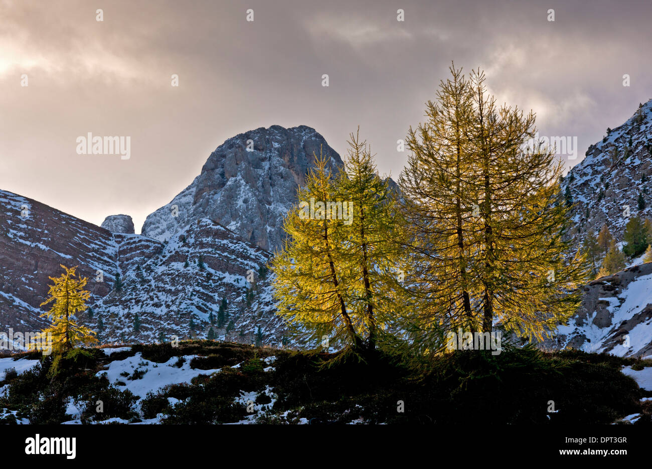 L'écran rétroéclairé par LED, mélèzes Larix decidua en automne couleur à l'aube sur le Passo di Valles, Dolomites, Italie du nord. Banque D'Images