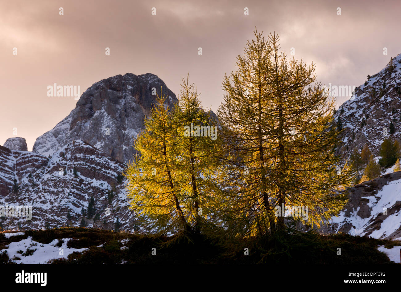 L'écran rétroéclairé par LED, mélèzes Larix decidua en automne couleur à l'aube sur le Passo di Valles, Dolomites, Italie du nord. Banque D'Images