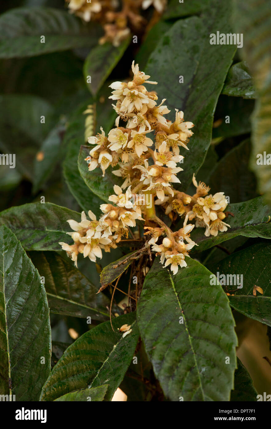 Loquat Eriobotrya japonica, en fleurs en automne, produit des fruits comestibles. France Banque D'Images