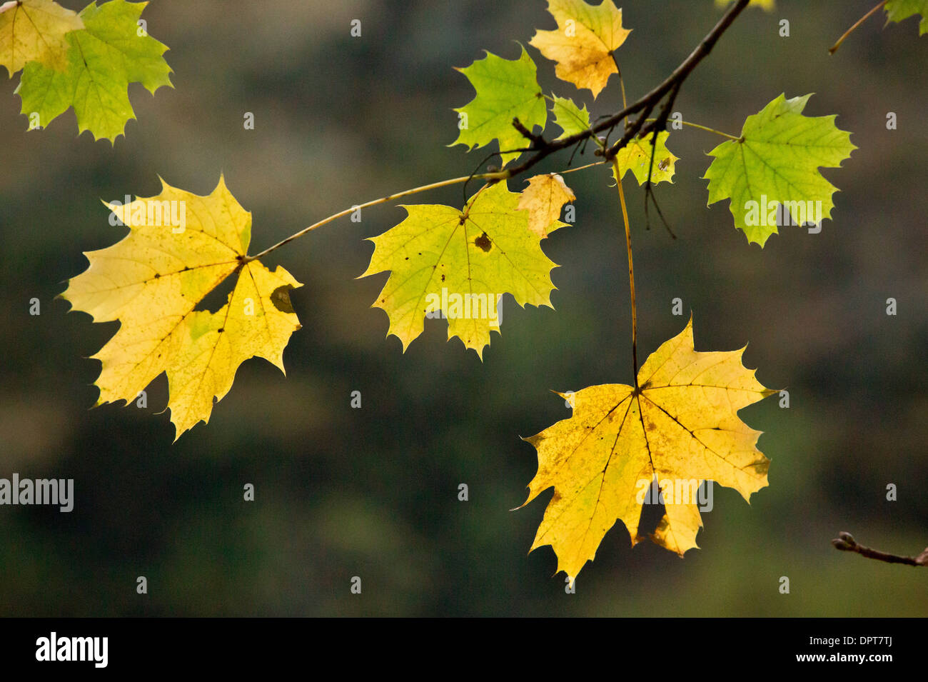 Les feuilles de l'érable de Norvège, Acer platanoides, en automne. Banque D'Images