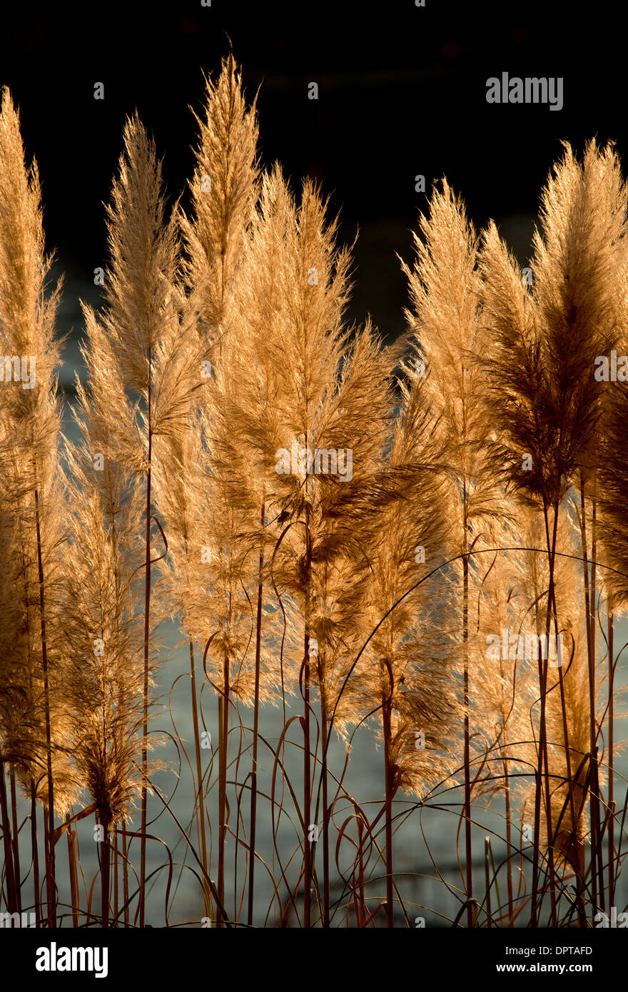 Têtes de graine ou de plumes, l'herbe de la Pampa cortaderia selloana, à l'automne, contre la lumière. La France. Banque D'Images