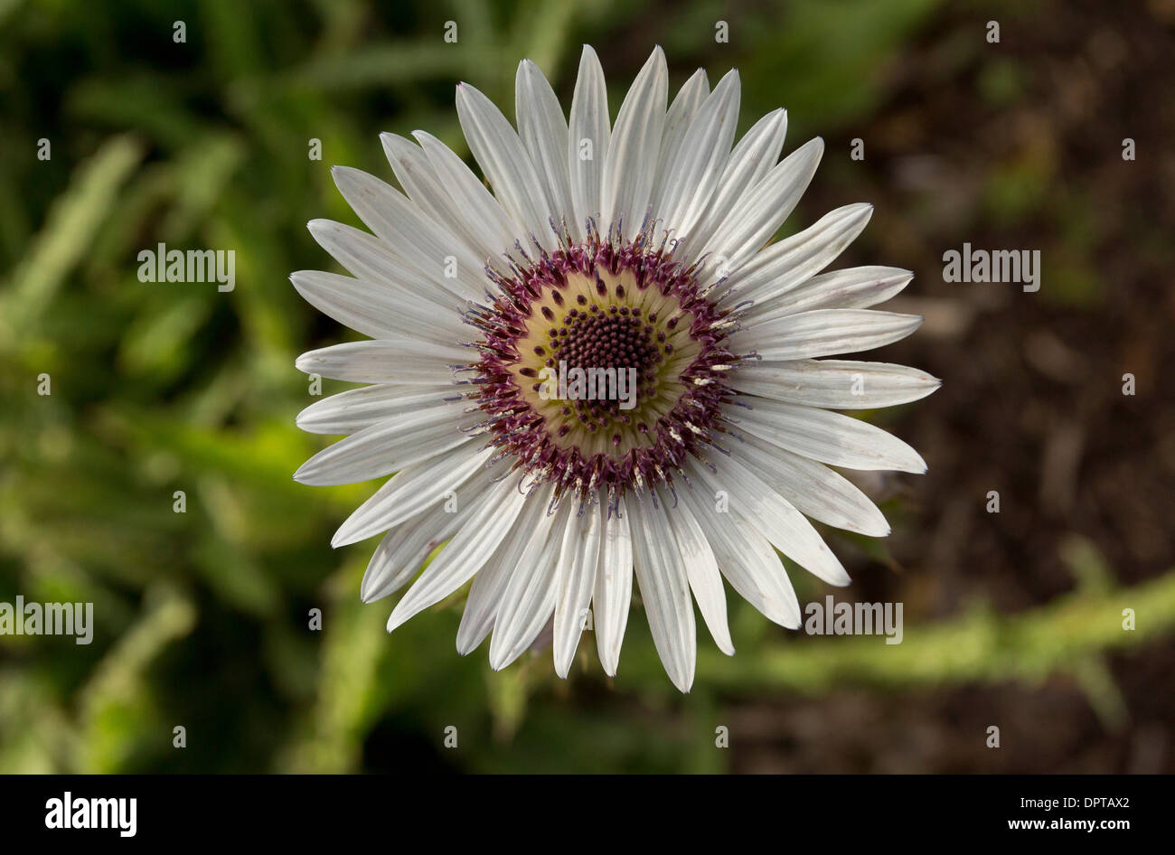 Fleur de mauve Berkheya, Berkheya purpurea, Afrique du Sud Banque D'Images