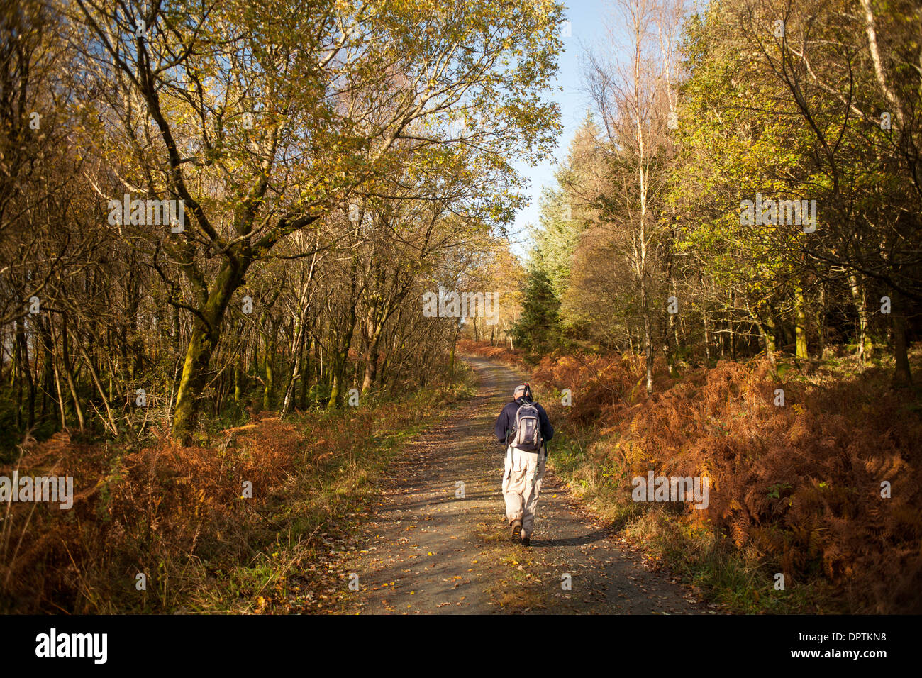 Soleil du matin d'automne, la marche à travers la forêt pour Kissock haut de Lotus Hill près de Loch Arthur, Beeswing, Galloway, Scotland Banque D'Images