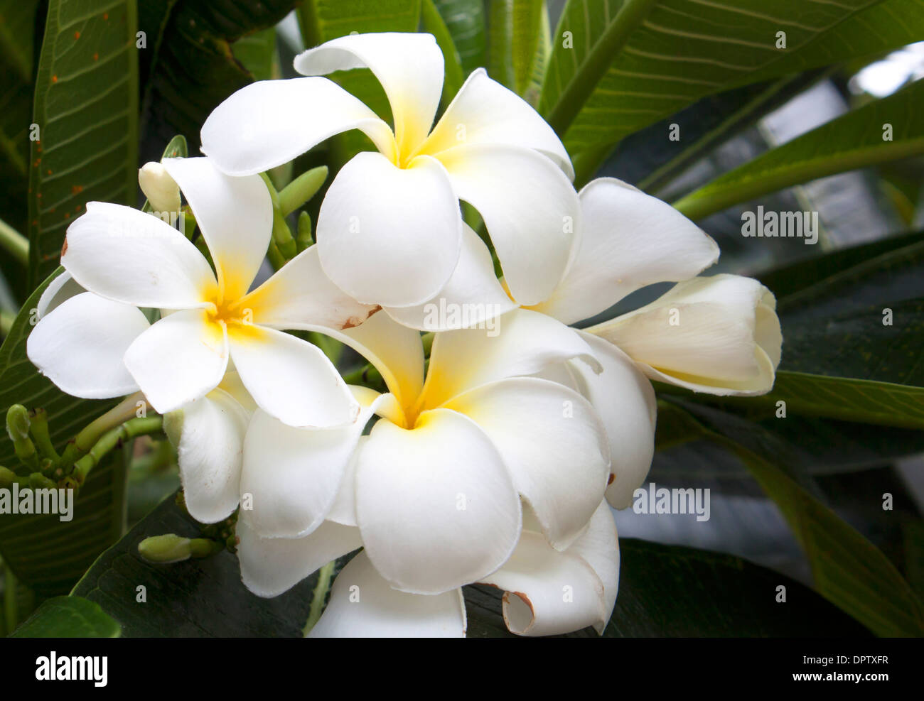 Plumeria blanc fleur nature belles fleurs. Banque D'Images