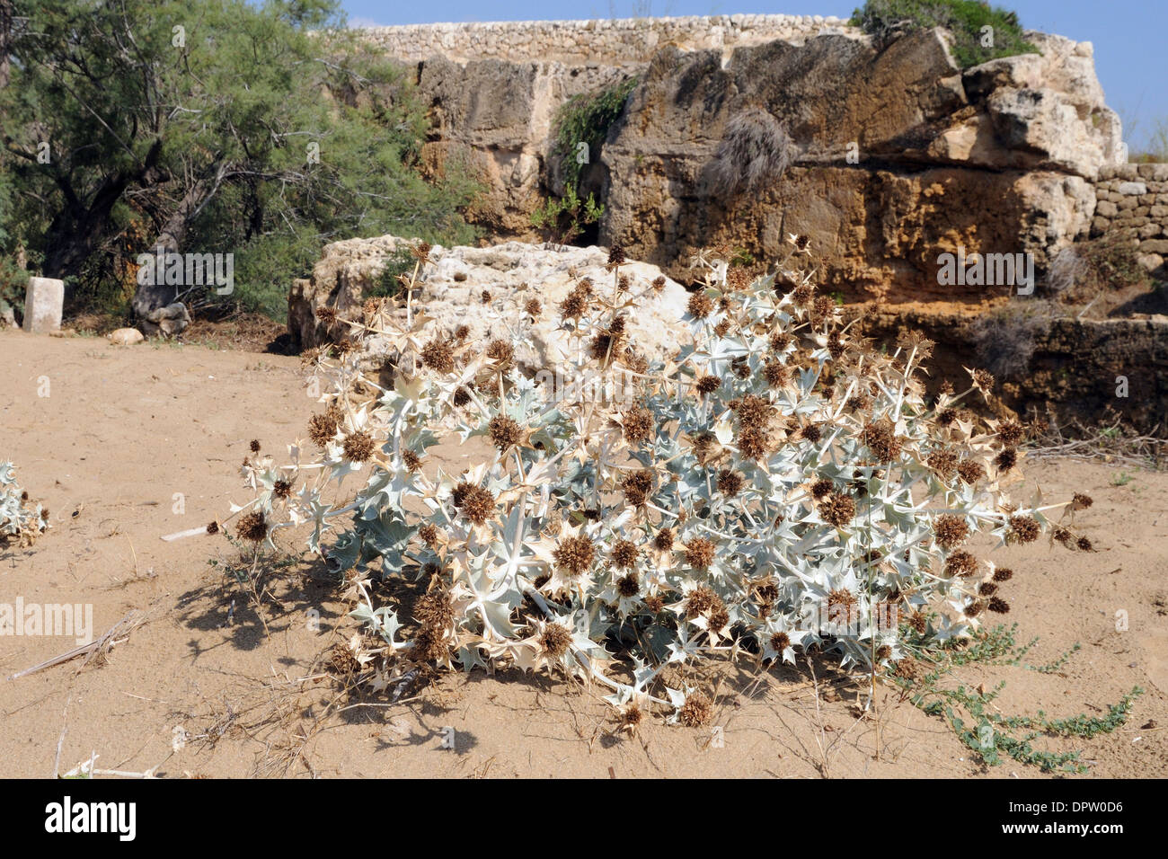 La mer holly (eryngium maritimum) sur une dune de sable dans la réserve naturelle de Vendicari, Sicile Banque D'Images