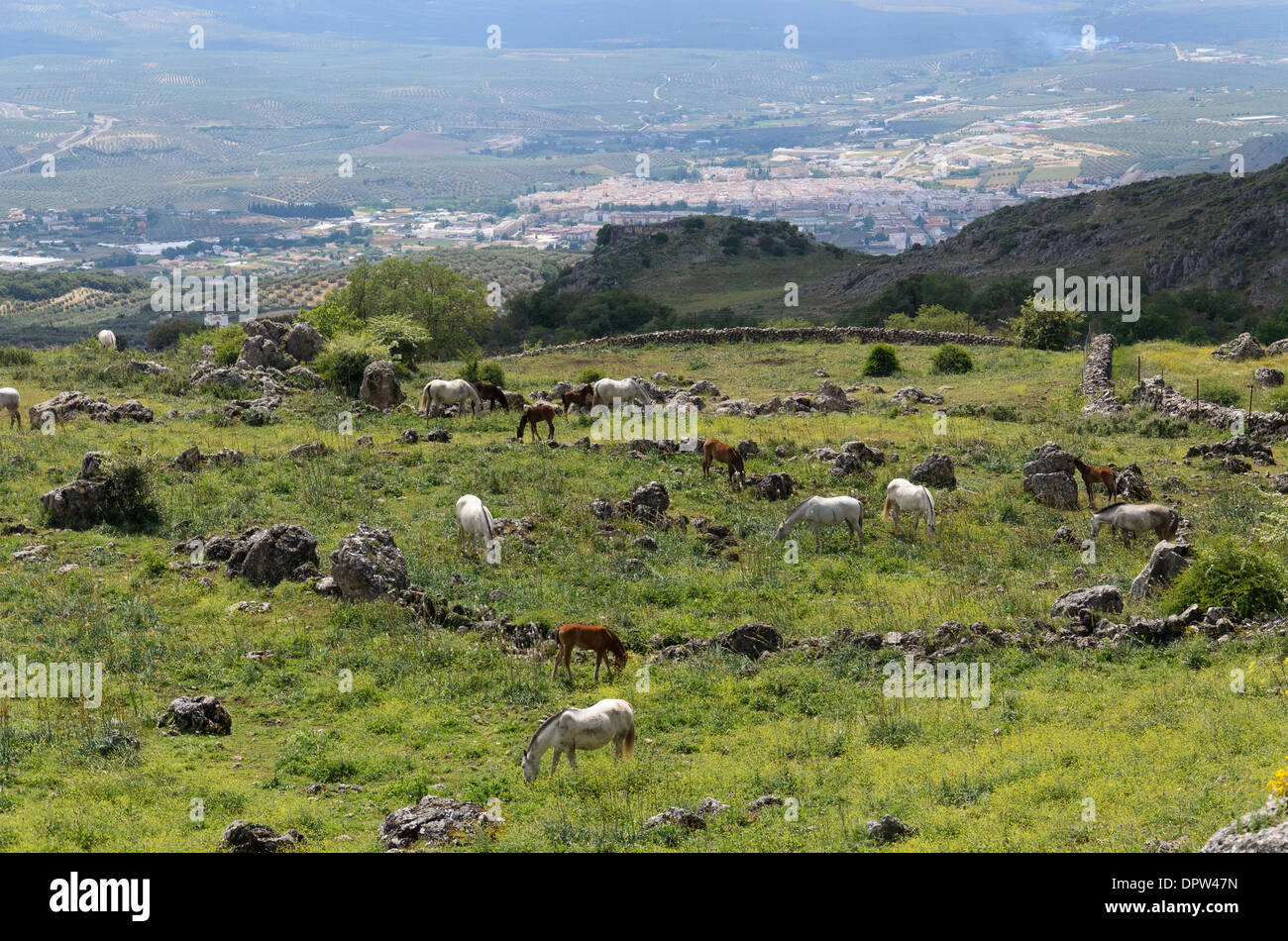 La pente de la montagne à cheval dans le corral Banque D'Images