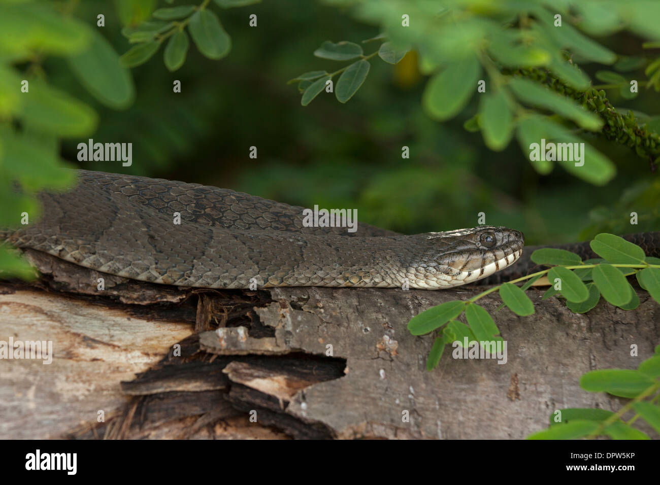 Couleuvre d'eau (Nerodia sipedon), New York, pèlerin femelle gravide Banque D'Images