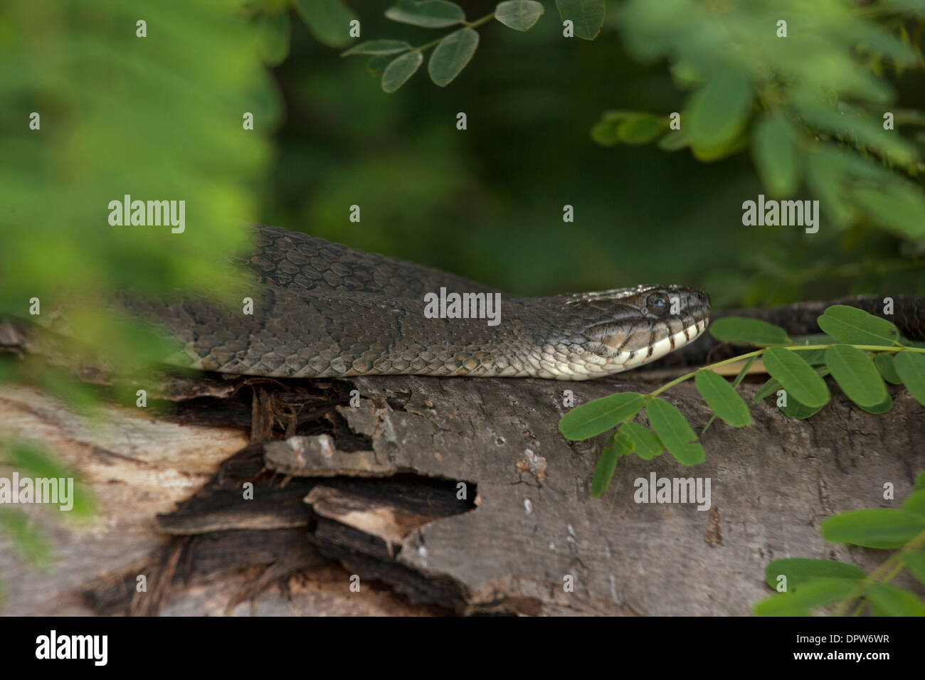 Couleuvre d'eau (Nerodia sipedon), New York, pèlerin femelle gravide Banque D'Images