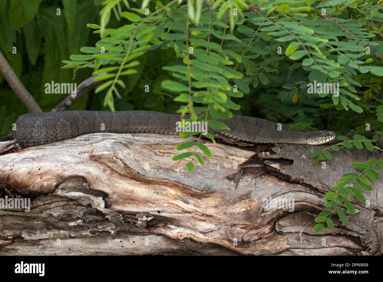 Couleuvre d'eau (Nerodia sipedon), New York, pèlerin femelle gravide Banque D'Images