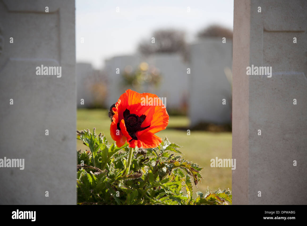 Close up d'un coquelicot rouge entre les tombes au cimetière de Tyne Cot. Banque D'Images