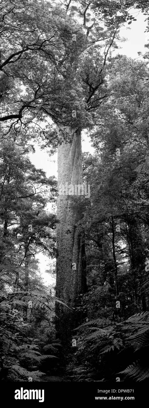 Un des rares, menacées d'arbre kauri (Agathis australis) à partir d'un petit village dans la région de Northland, New Zealand Banque D'Images