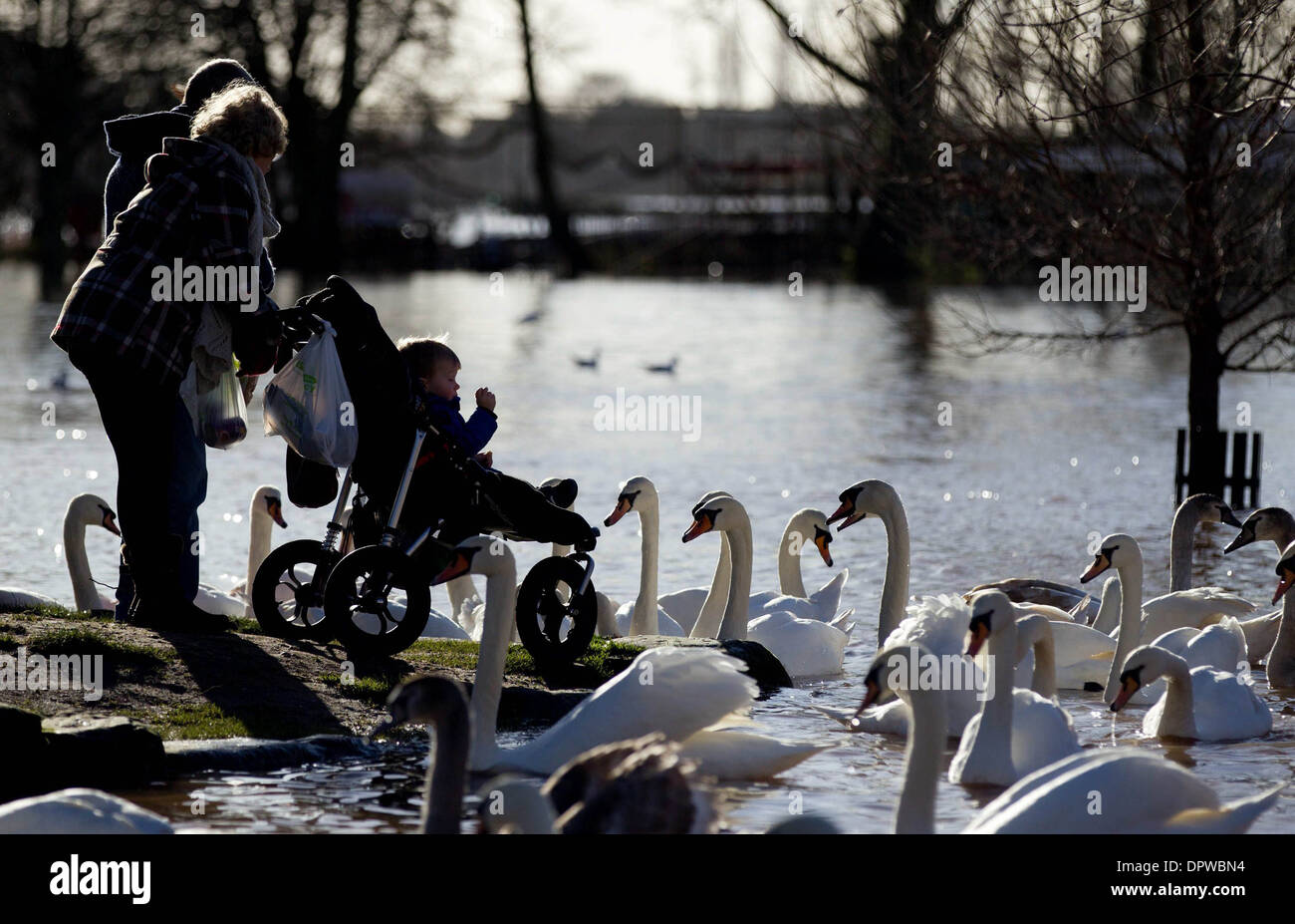 Les cygnes sont chargées sur la rivière Severn à Worcester qui est très élevée après de fortes pluies, Worcestershire Banque D'Images