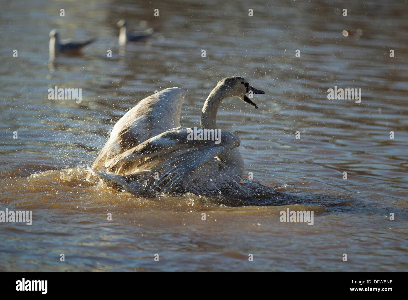 Cygnes sur la rivière Severn à Worcester qui est très élevée après de fortes pluies, Worcestershire, 9 janvier 2014 Banque D'Images