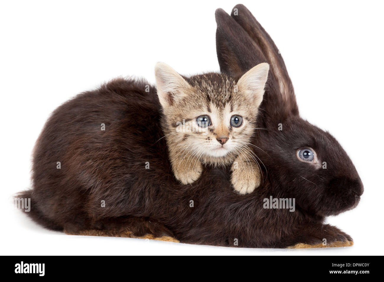 L'amitié des animaux et animaux de compagnie. Chaton et lapin dans studio isolé sur fond blanc. Banque D'Images