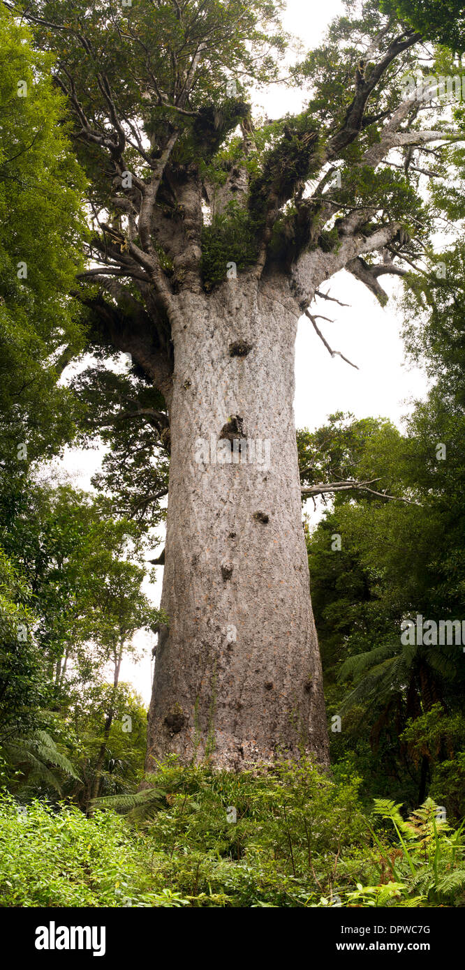Tane Mahuta, le plus grand arbre Kauri laissée debout en Nouvelle-Zélande. Banque D'Images