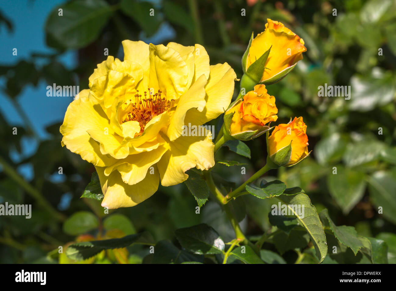 Seule belle rose jaune Banque D'Images