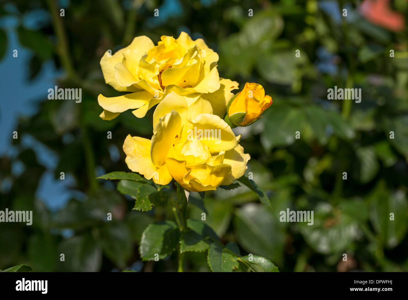Seule belle rose jaune Banque D'Images