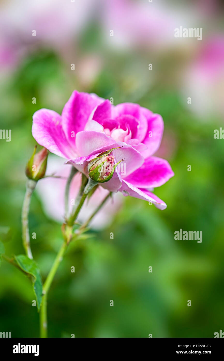 Floribunda Rose - Rosa 'Iceberg' rose brillant Banque D'Images