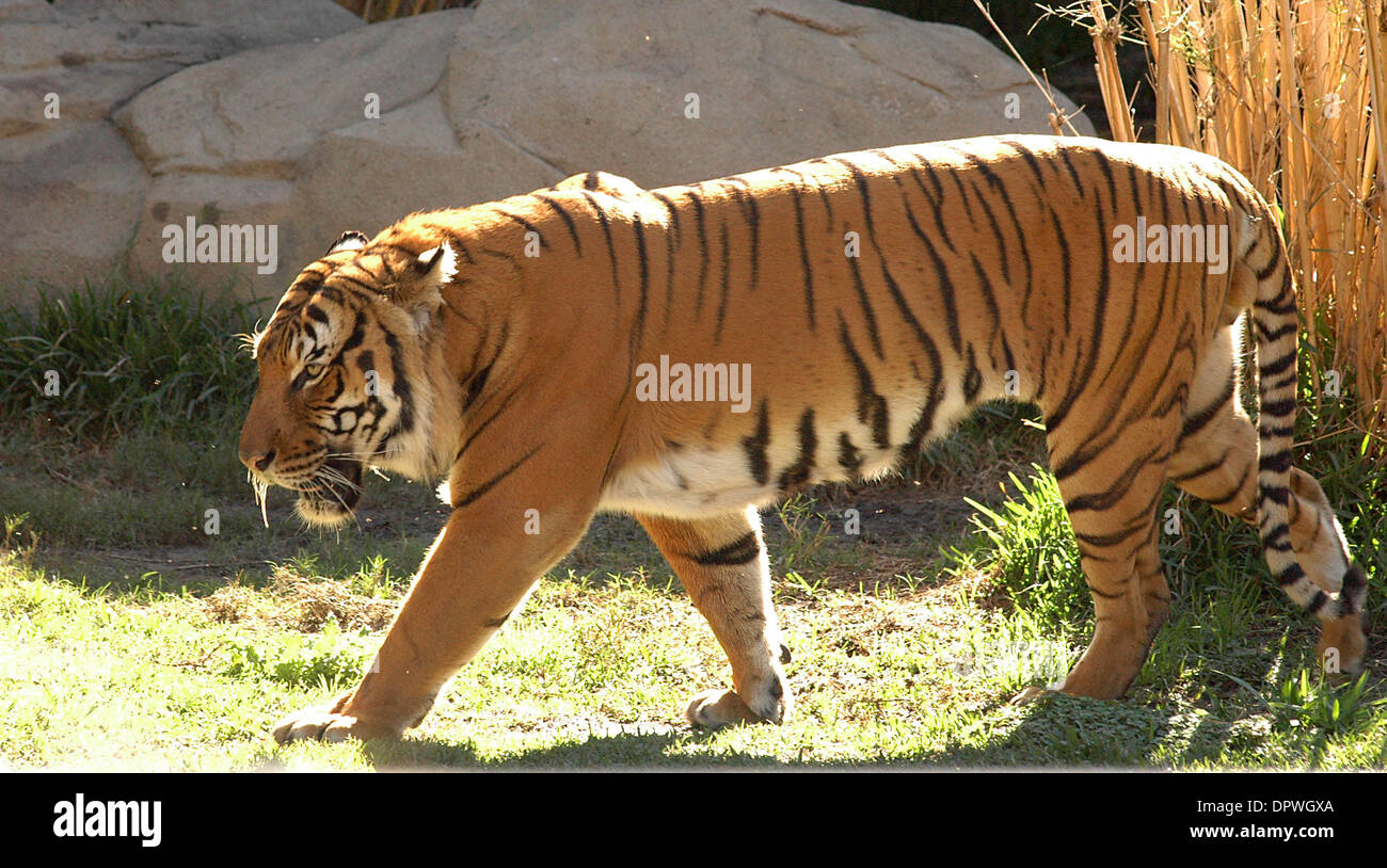 Jan 08, 2009 - Houston, Texas, États-Unis - un tigre de Malaisie. Moins de 2 000 de ces beaux animaux sont laissés dans la forêt tropicale et de mangroves d'Asie du sud-est. (Crédit Image : © Timothy L. Hale/ZUMA Press) Banque D'Images