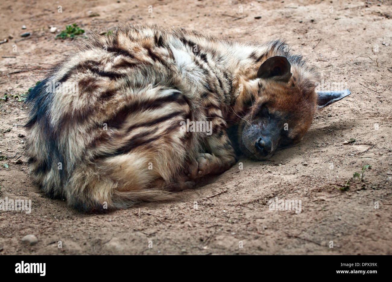 Hyaena hyaena - hyène rayée Banque D'Images