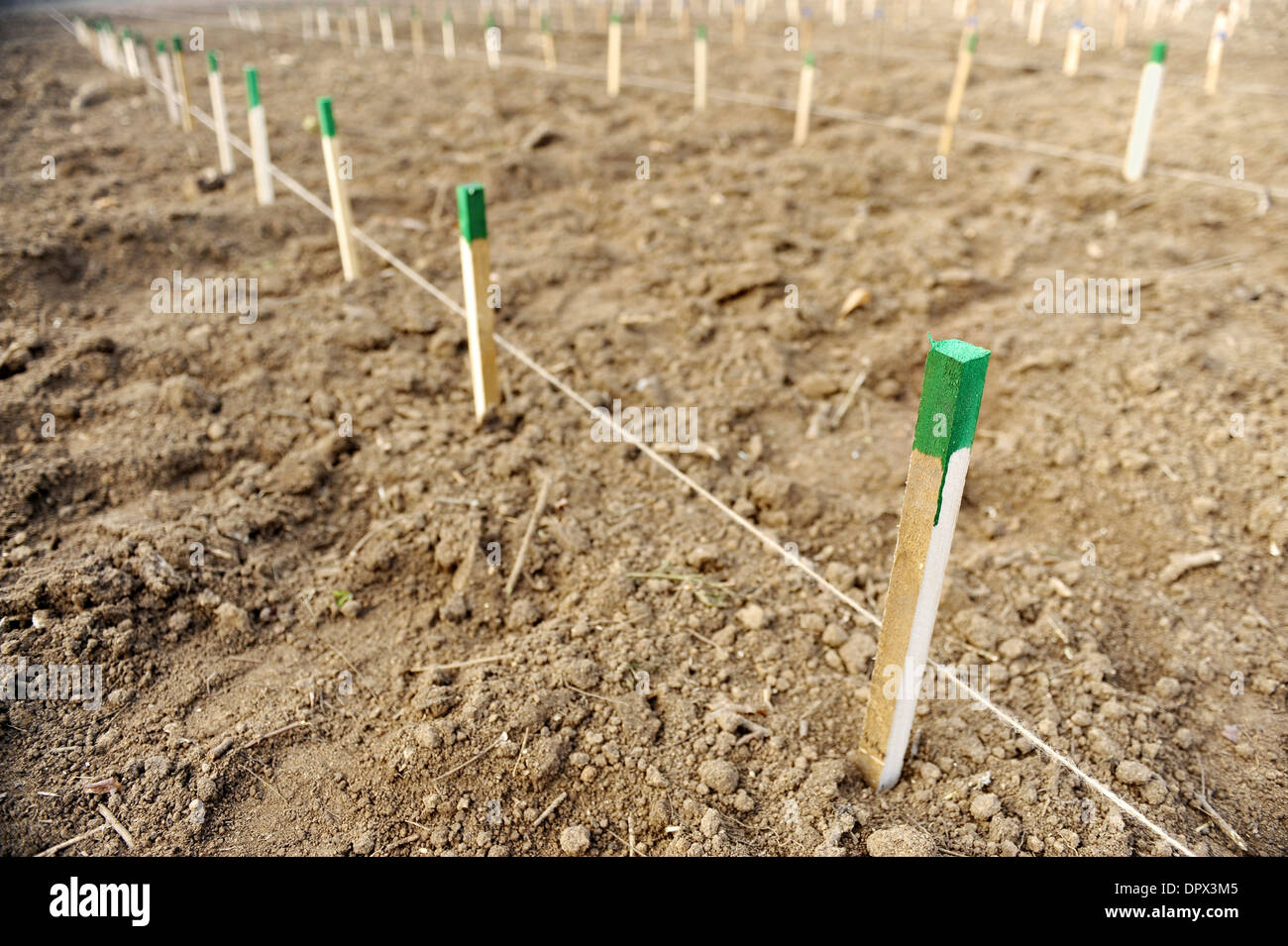 Lits De Semences Pour Plantes Horticoles Et Fruits