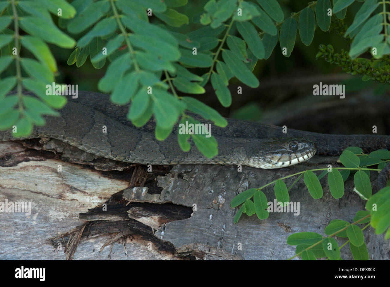 Couleuvre d'eau (Nerodia sipedon), New York, pèlerin femelle gravide Banque D'Images