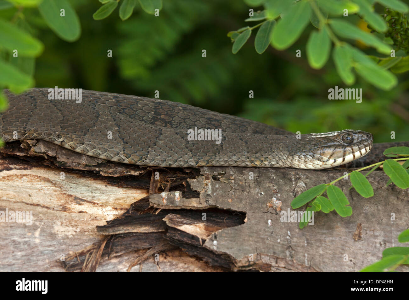 Couleuvre d'eau (Nerodia sipedon), New York, pèlerin femelle gravide Banque D'Images