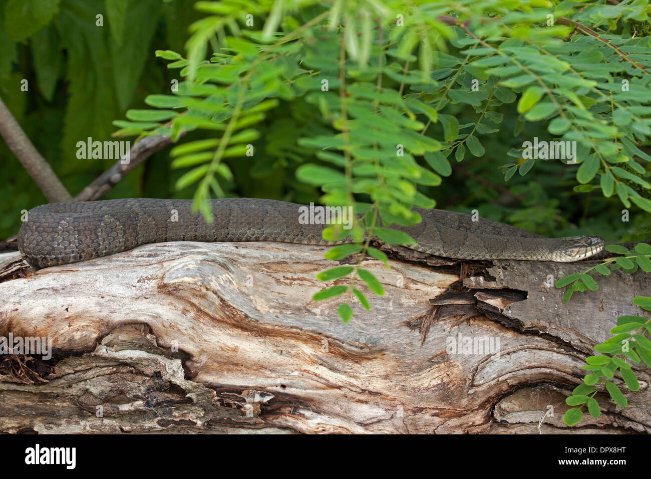 Couleuvre d'eau (Nerodia sipedon), New York, pèlerin femelle gravide Banque D'Images
