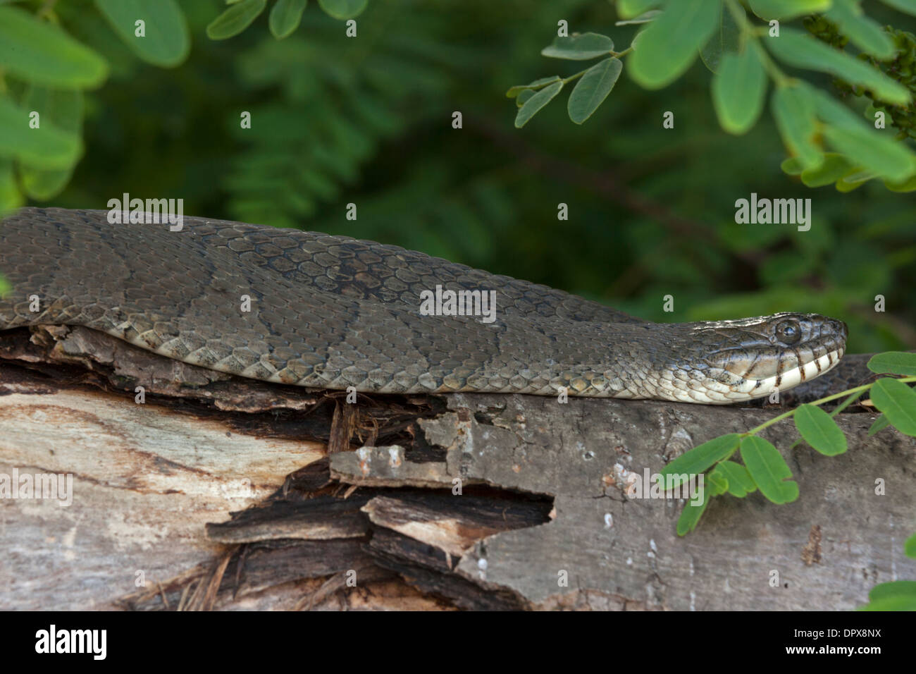 Couleuvre d'eau (Nerodia sipedon), New York, pèlerin femelle gravide Banque D'Images