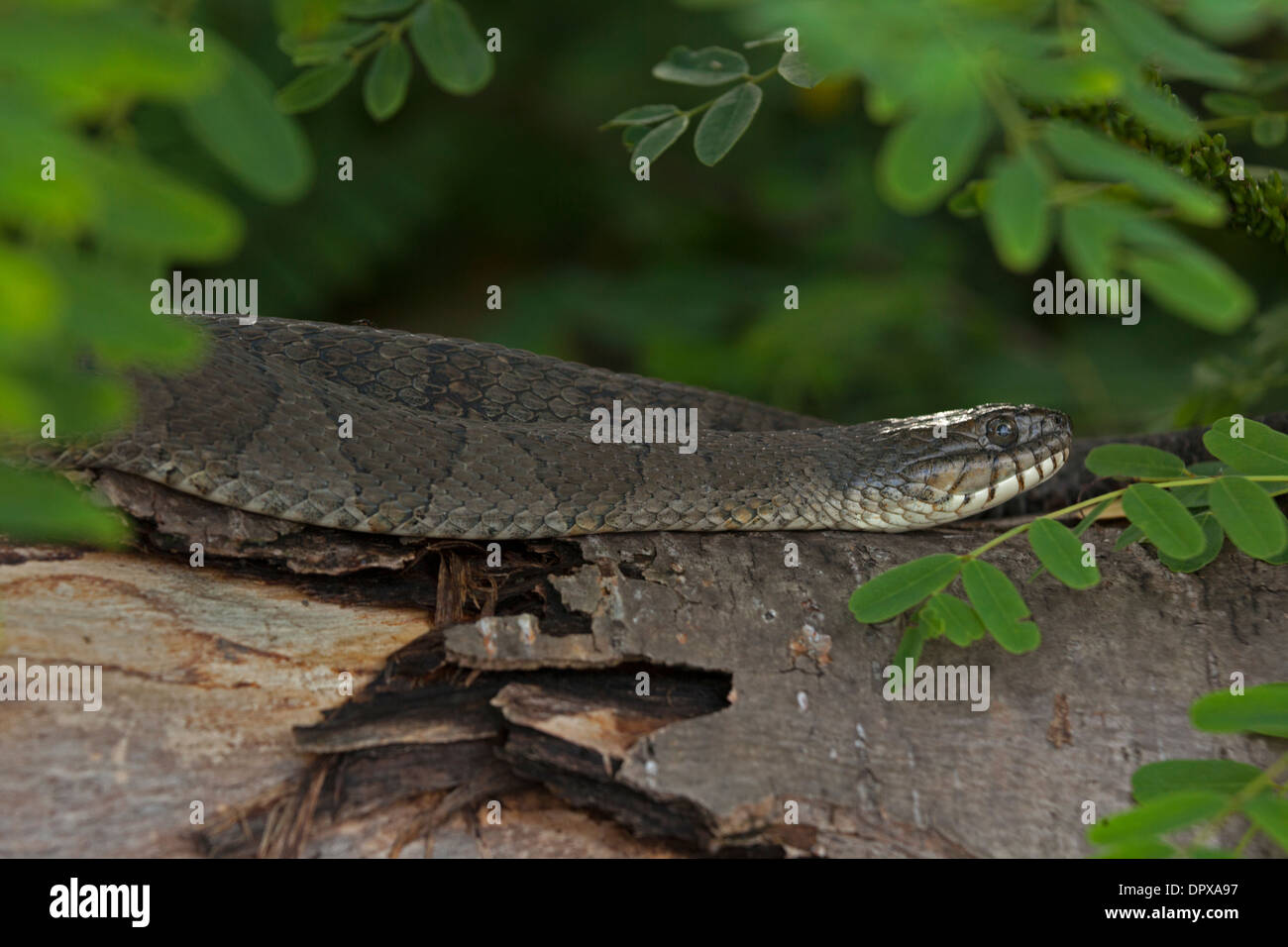 Couleuvre d'eau (Nerodia sipedon), New York, pèlerin femelle gravide Banque D'Images