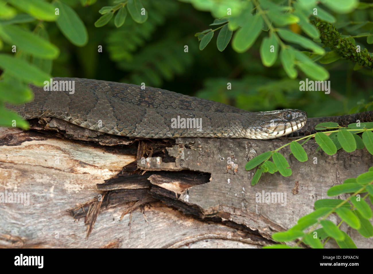 Couleuvre d'eau (Nerodia sipedon), New York, pèlerin femelle gravide Banque D'Images