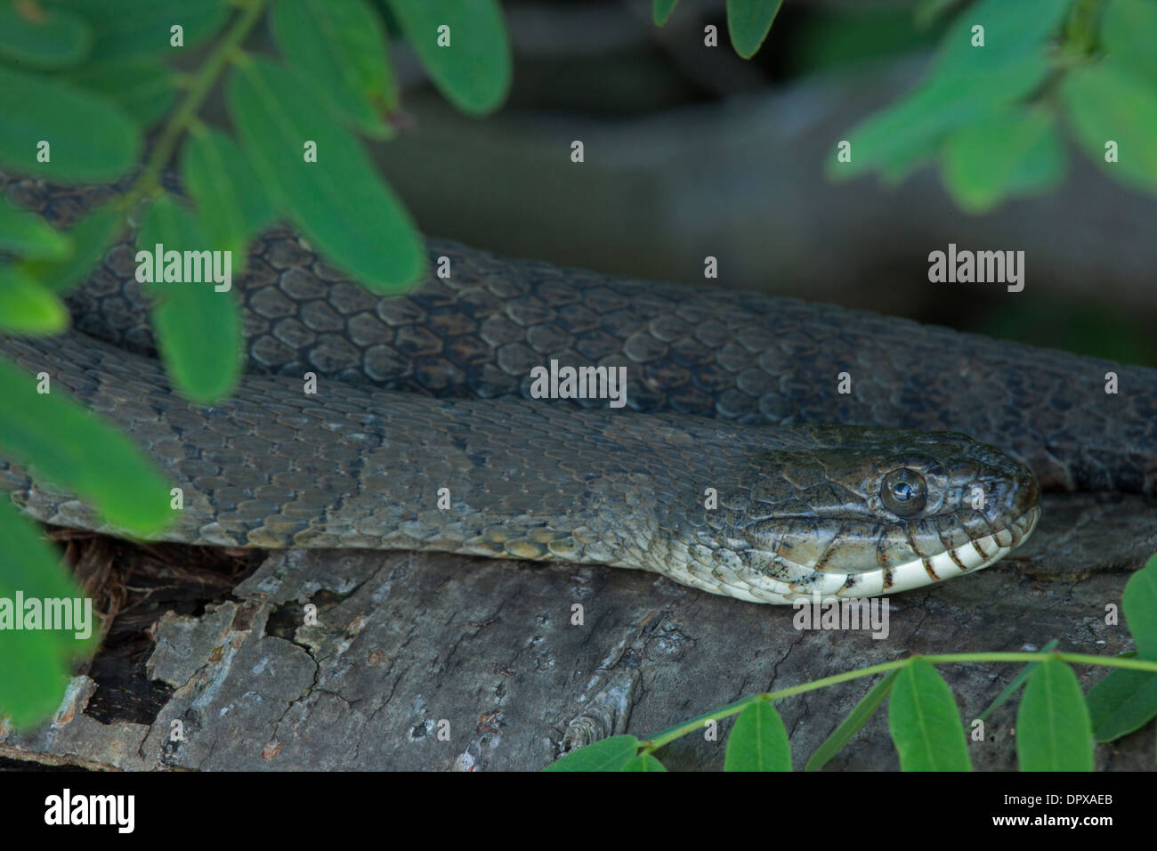 Couleuvre d'eau (Nerodia sipedon), New York, pèlerin femelle gravide Banque D'Images