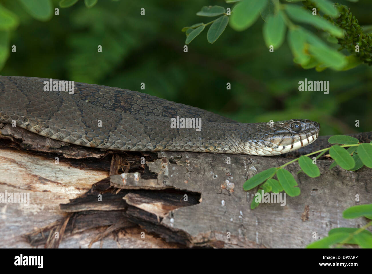 Couleuvre d'eau (Nerodia sipedon), New York, pèlerin femelle gravide Banque D'Images