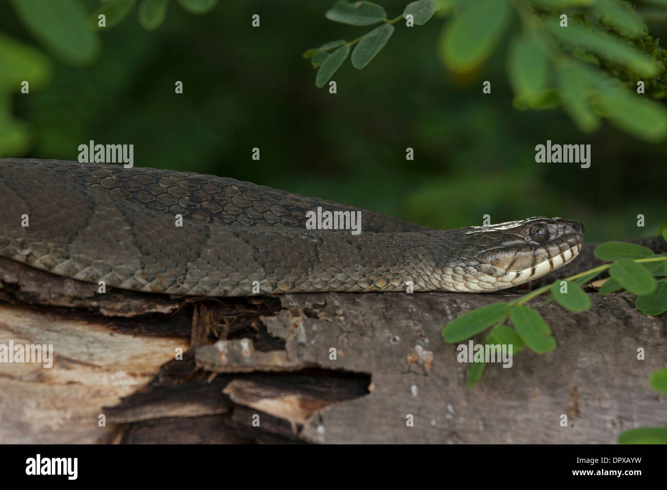 Couleuvre d'eau (Nerodia sipedon), New York, pèlerin femelle gravide Banque D'Images