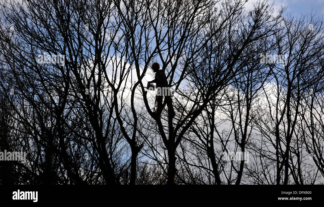 TREE SURGEON TRAVAILLER AVEC SCIE À COUVERT DES ARBRES FORESTIERS ARBRES DANGEREUX RE DE GESTION DE SANTÉ ET SÉCURITÉ DES TRAVAILLEURS ET EMPLOIS VU UK Banque D'Images