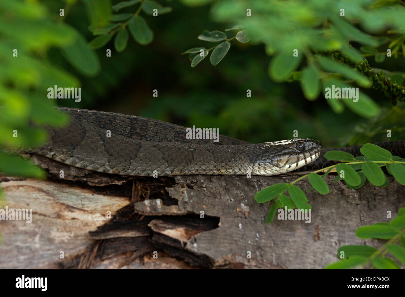 Couleuvre d'eau (Nerodia sipedon), New York, pèlerin femelle gravide Banque D'Images