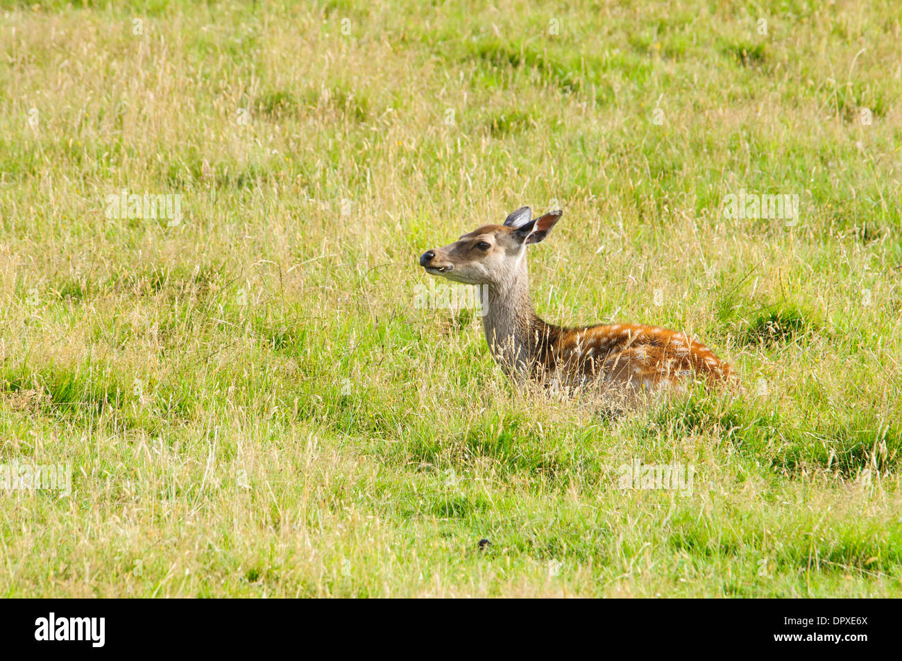 Le cerf sika (Cervis nipon), fauve couchée dans un pré à Arne, Dorset. En août. Banque D'Images