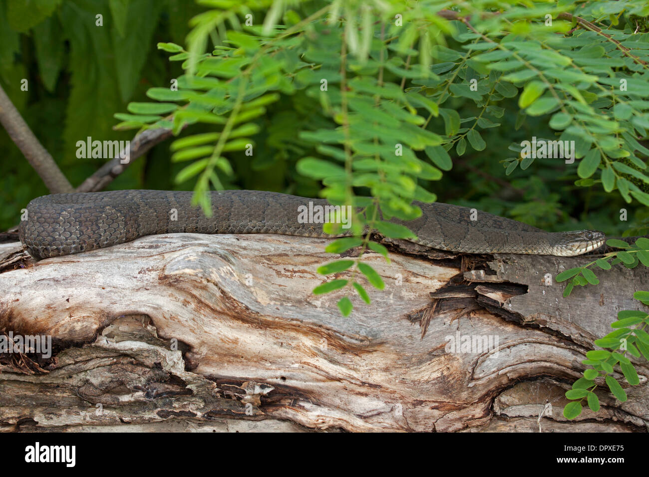 Couleuvre d'eau (Nerodia sipedon), New York, pèlerin femelle gravide Banque D'Images
