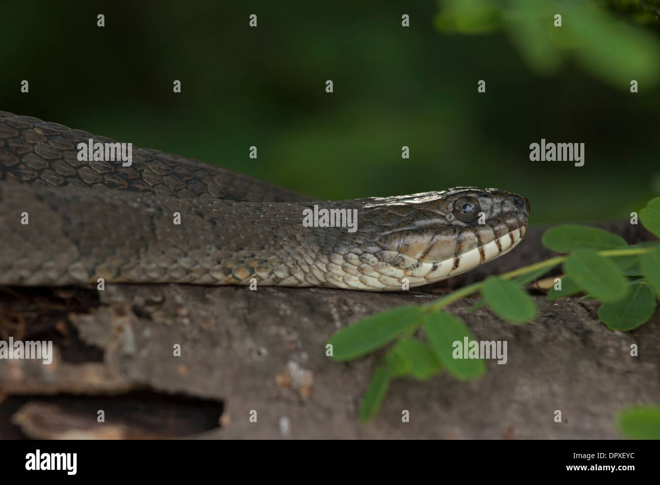 Couleuvre d'eau (Nerodia sipedon), New York, pèlerin femelle gravide Banque D'Images