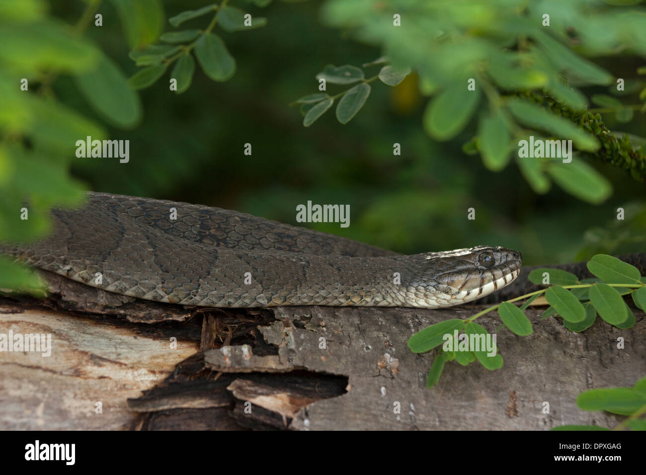 Couleuvre d'eau (Nerodia sipedon), New York, pèlerin femelle gravide Banque D'Images