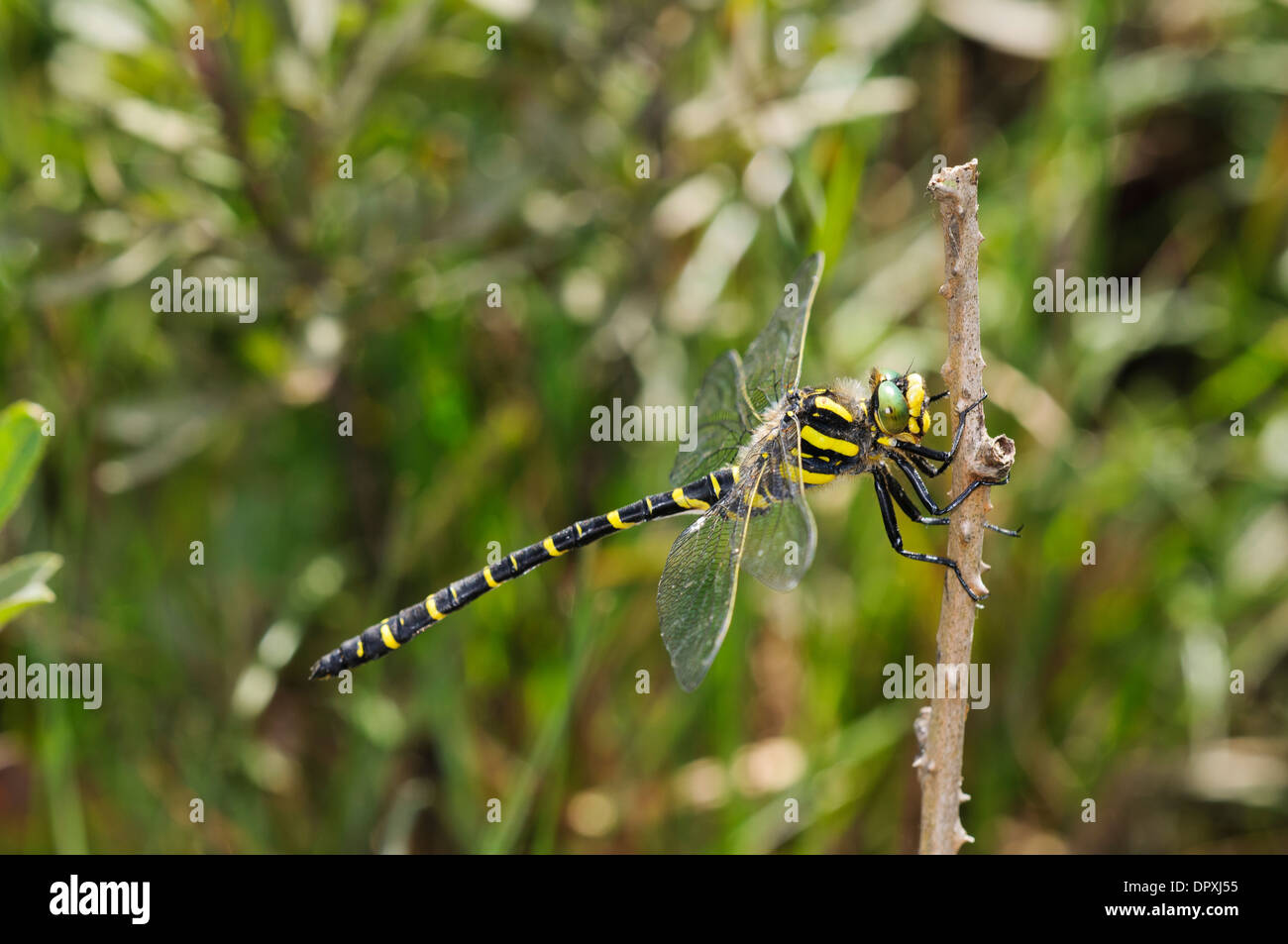 Golden-ringed Dragonfly (Cordulegaster boltonii), adulte perché sur une tige à bramble morts Crockford Ruisseau dans la nouvelle Forêt Banque D'Images