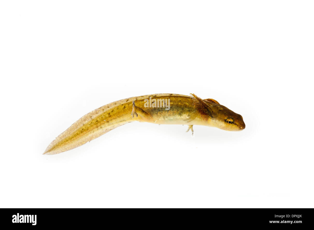 Smooth Newt (Triturus vulgaris), larve photographié sur un fond blanc à la réserve naturelle de glosas Emilianenses, DARTFORD, KENT. Banque D'Images