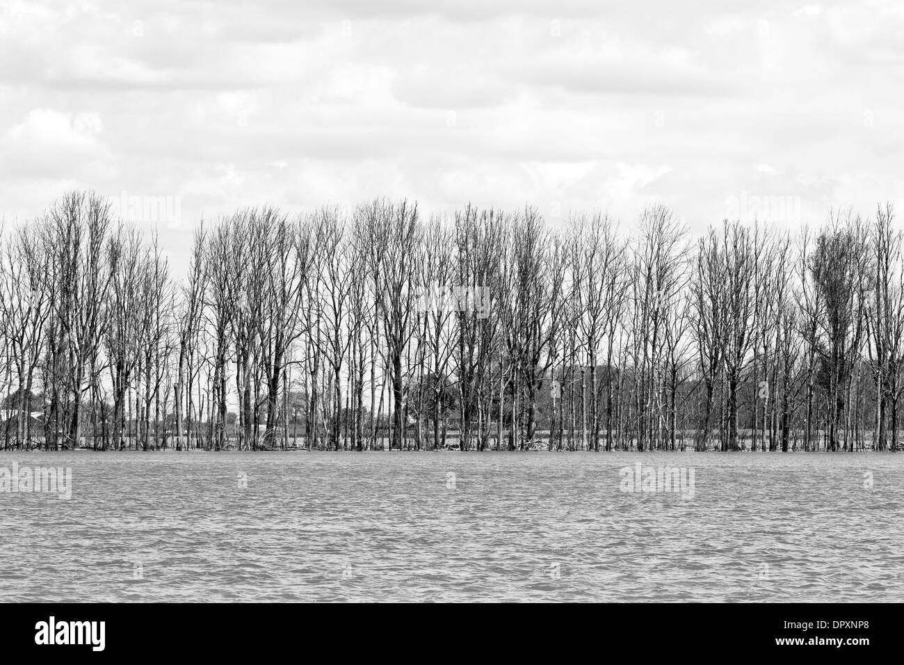 Rangée d'arbres dans le paysage inondé - image en noir et blanc Banque D'Images